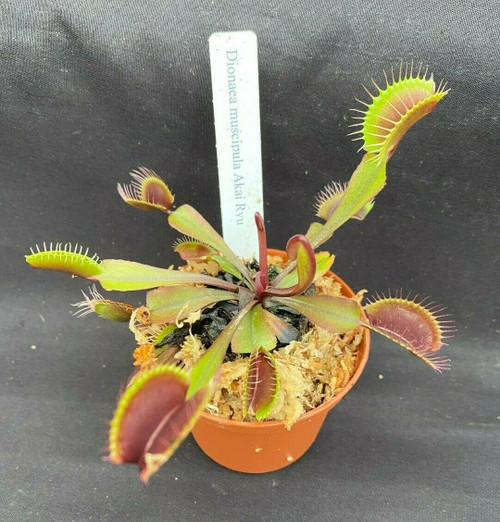 Dionaea muscipula 'Akai Ryu' (Red Dragon)