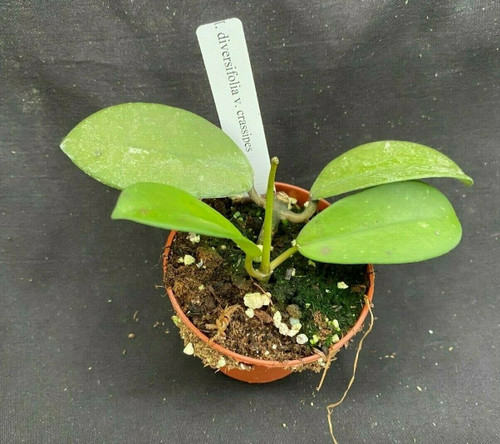 Hoya diversifolia ssp. crassipes