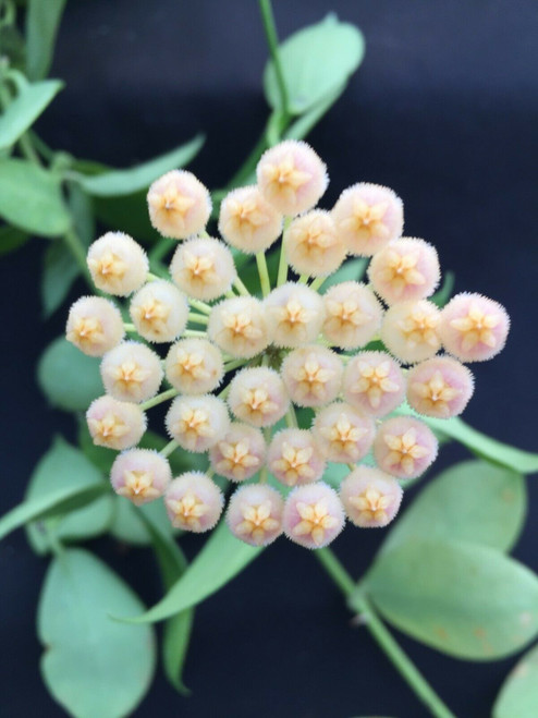 Hoya obscura 'Philip'