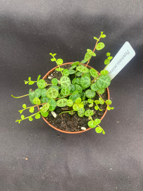 Peperomia prostrata, String of Turtles