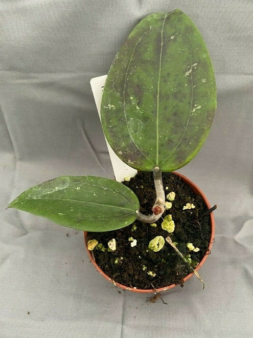 Hoya sp. 22 Khao Yai