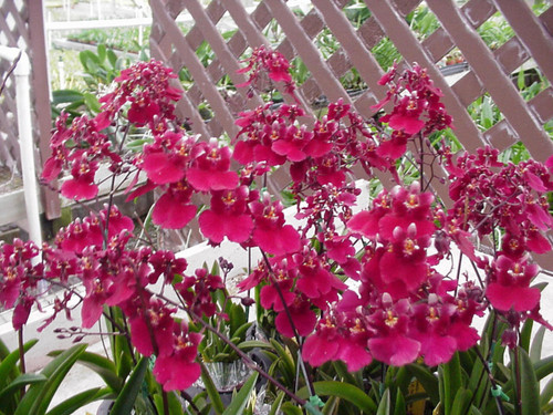 Tolumnia Popoki 'Mitzi'