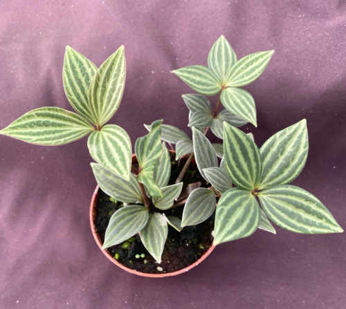 Peperomia puteolata