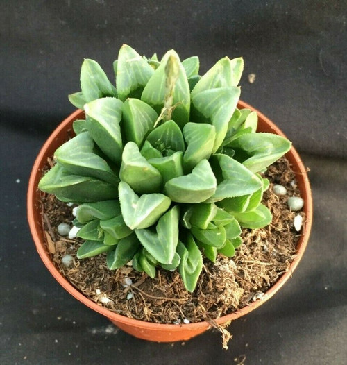 Haworthia retusa