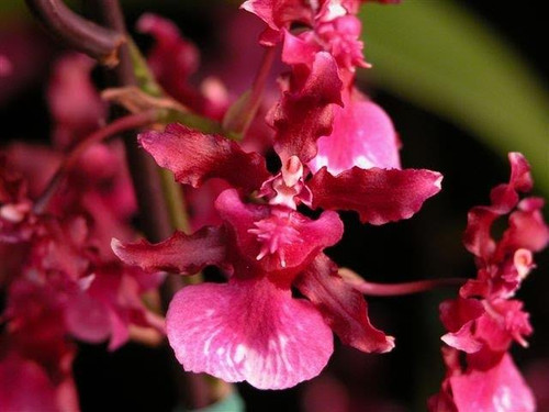 Oncidium Heaven Scent 'Sweet Baby'