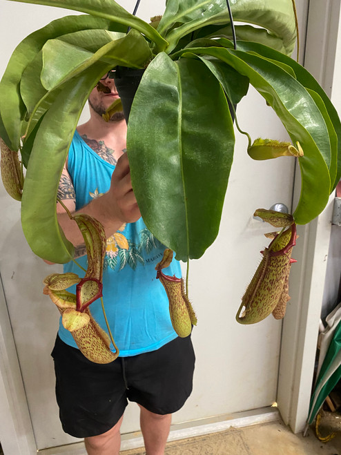 Nepenthes Miranda