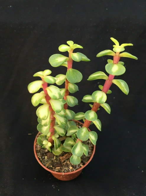 Portulacaria afra 'Medio-Picta'