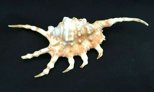 Baby Orange Spider Conch Seashell