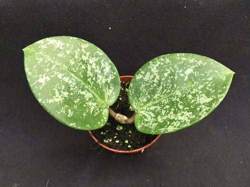 Hoya pottsii 'Spoon Leaf Splash'