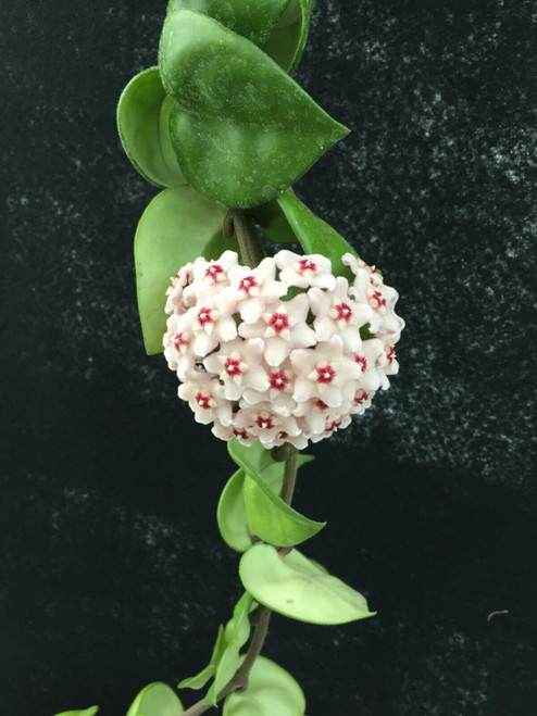 Hoya Swiffer's Tail RHM-022