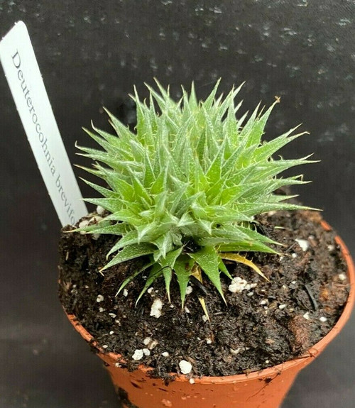 Deuterocohnia brevifolia