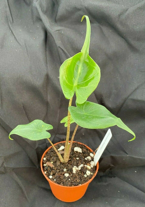 Alocasia Stingray