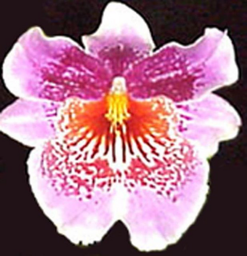 Oncidopsis Memoria Martin Orenstein 'Lulu' HCC/AOS