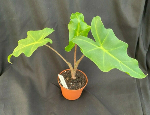 Alocasia Golden Dragon