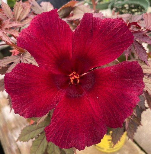 Hibiscus acetosella 'African Rose'