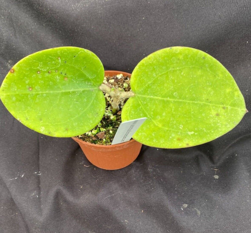 Hoya loyceandrewsiana