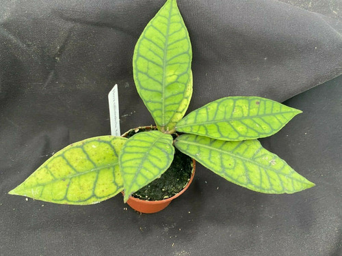 Hoya callistophylla 'Kalimantan'