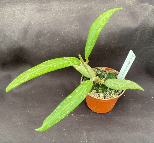 Hoya sp. Phu Kradueng Loei Province SR 2007-13