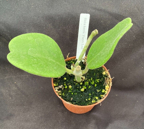 Hoya kerrii 'Fuzzy Leaves'