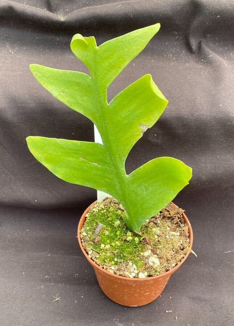 Epiphyllum chrysocardium