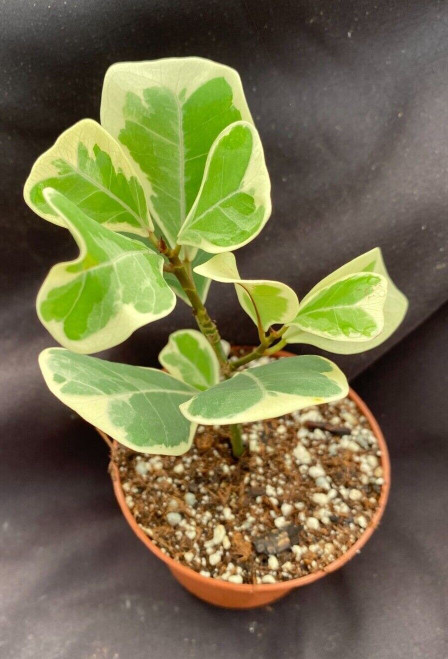 Ficus triangularis Variegata