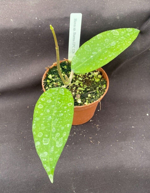 Hoya sp. Burma EPC 328