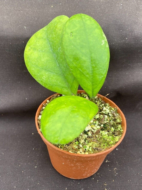 Hoya sp. RB-Dick EPC196