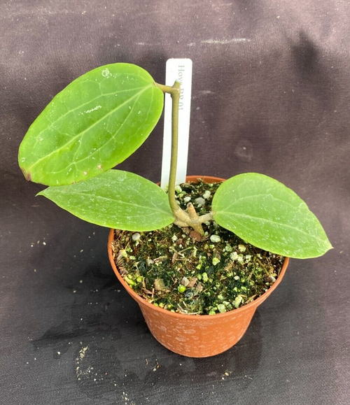 Hoya BP 01