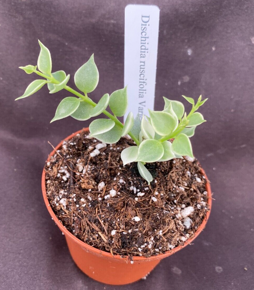 Dischidia ruscifolia Variegata