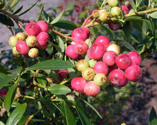 Pink Lemonade Blueberry