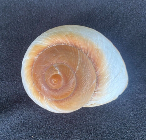 Ryssota ovum,  Muffin Snail Shell