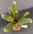 Neoregelia Mo Peppa Please