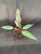 Philodendron Pink Princess Marble
