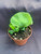 Platycerium superbum