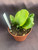 Platycerium superbum