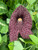 Aristolochia littoralis