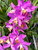 Cattlianthe Tiny Treasure.  Blooming Size Plant in 4" Pot