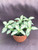 Fittonia Lovers