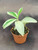Costus speciosus Variegata