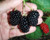 Natchez Thornless Blackberry, Well rooted plant shipped in 3" pot.