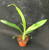 Zygonisia Cynosure 'Blue Birds'
