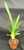 Aliceara Tropic Tom 'Kinky'