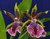 Galeopetalum Arlene Armour 'Conching'