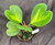 Hoya kerrii 'Picta'
