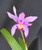 Bletilla Yokohama 'Katie'