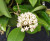 Hoya limoniaca a beautiful hoya with stiff tri-nerved leaves and blooms with pale pink fragrant flowers with darker centers! The three inch pots are well established and have one or more plants per pot, shipped in the pot.