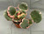 Strawberry Begonia, Variegated