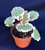 Strawberry Begonia, Variegated