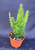 Asparagus meyeri, The Foxtail Fern