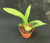 Arthurara Sea Snake 'Unforgettable'